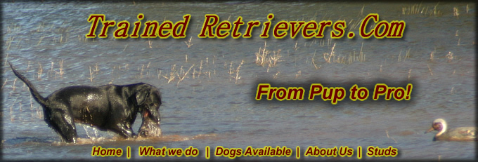 Trained Labrador Retrievers, from pup to pro